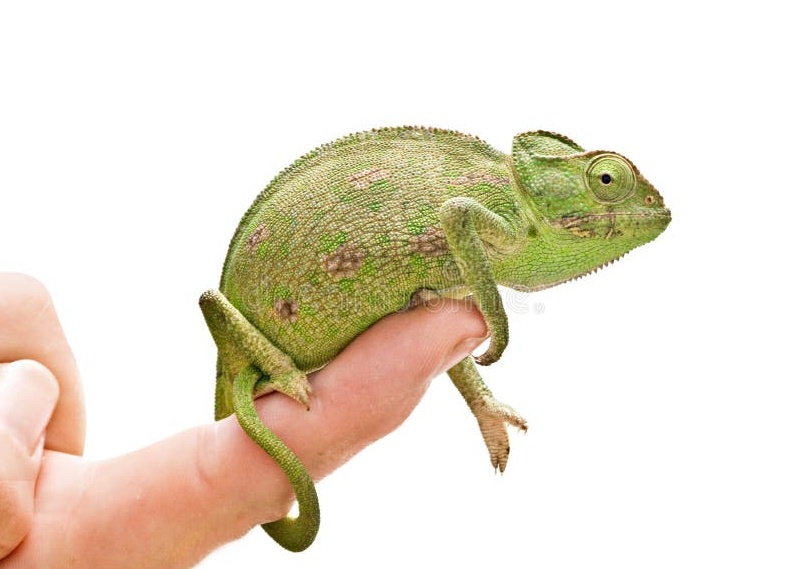 Hameleon
