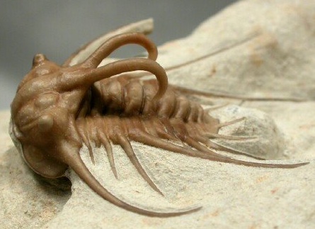 Elegantus Elegantus